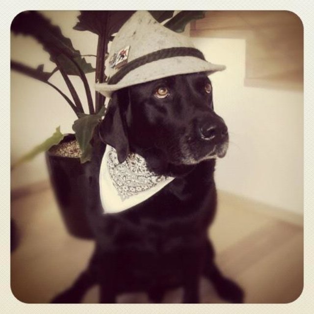 a echta tiroler... :-)