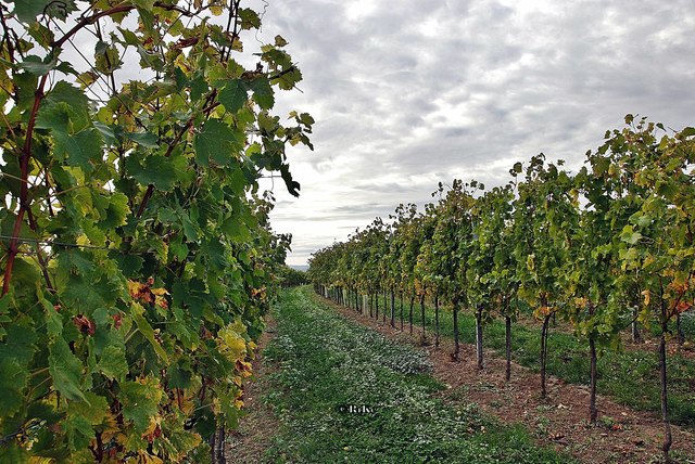 Kellergassen Fels am Wagram 8. Fotowandertag Neusiedl am See