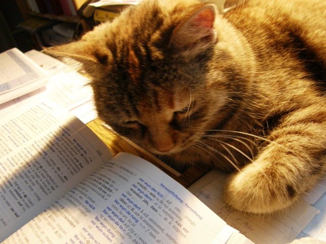Miow! Nun kann ich Englisch!