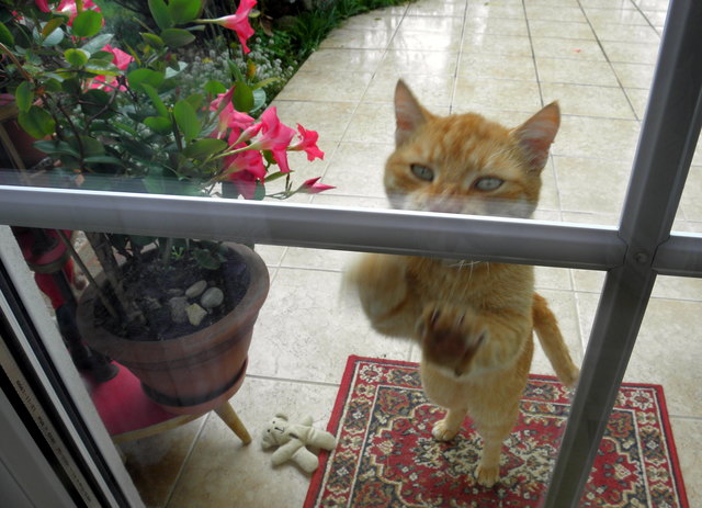 Mir ist kalt und ich hab Hunger, miauuuuuu