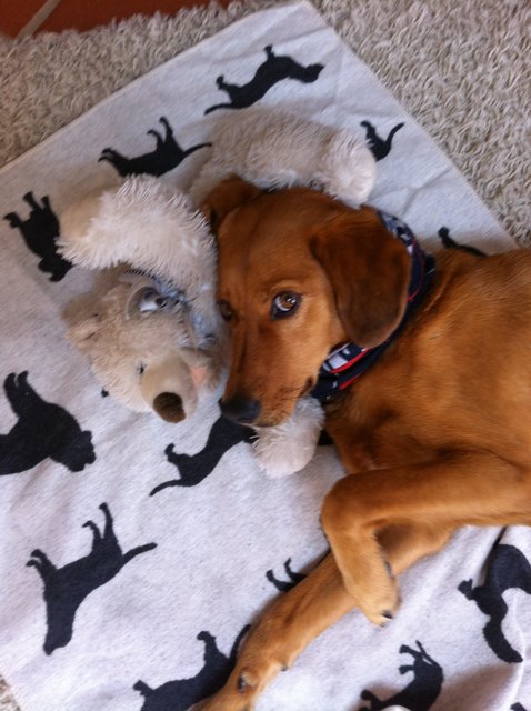 Benni nochmal aus Peleponnes - liebt die Wärme