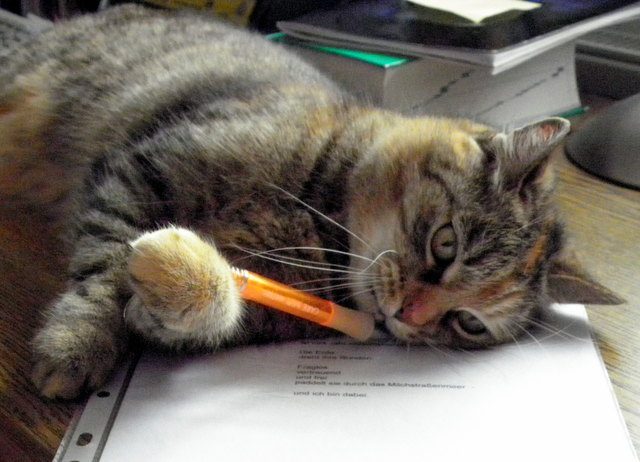 Was soll ich meinem Katerchen bloß schreiben?