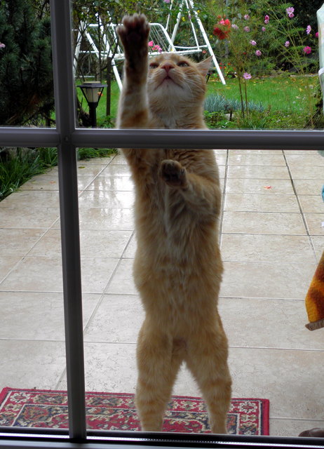 Darf ich vorstellen: Mein neuer Fensterputzer ;-)