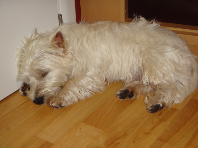 Schlafen und Träumen sind sooo schön :)