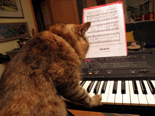 Auch Katzen haben Hobbies