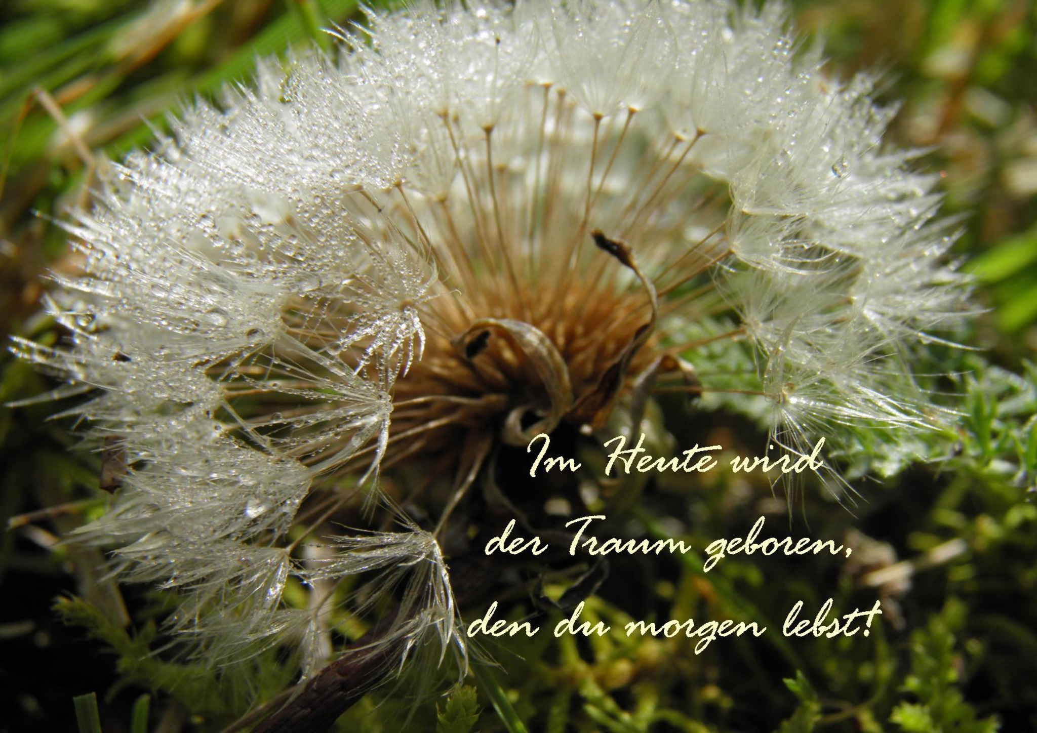 Hör nie auf zu träumen... - Lungau