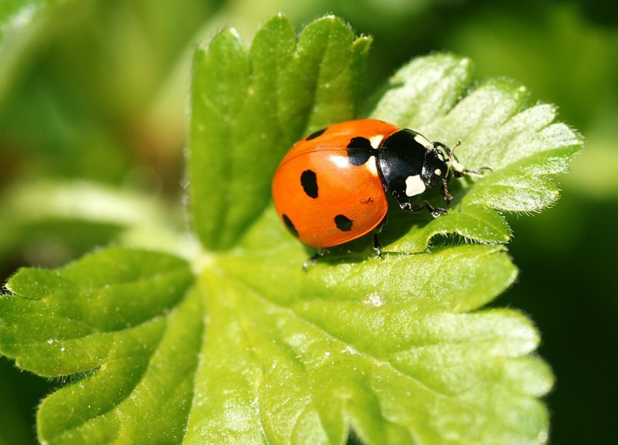 Marienkäfer als netter Glücksbringer im Garten GrazUmgebung