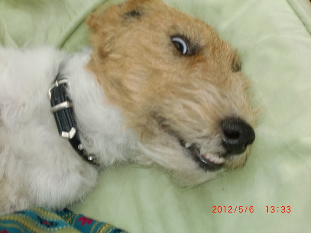 Ja schaut nur alle her! Das sind keine Milchzähne!!! Hehe...