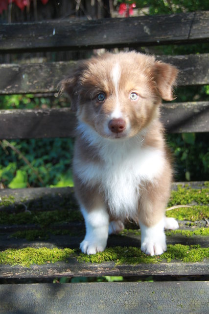 Fotoshoting mit Atka