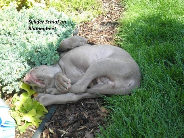 Seliger Schlaf im Blumenbeet