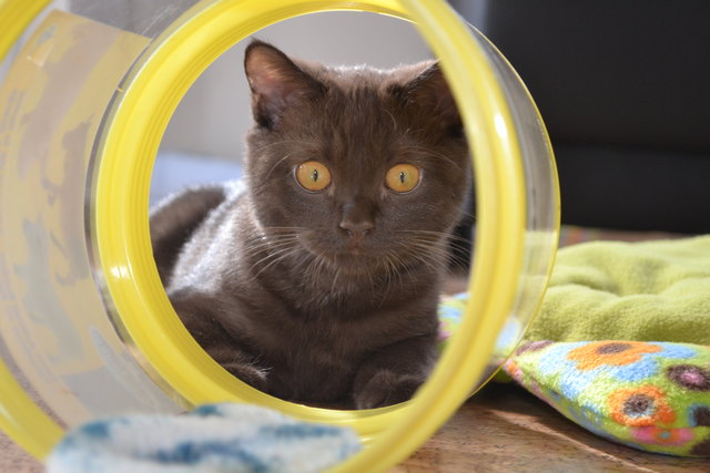 unser schmusekater GIZMO