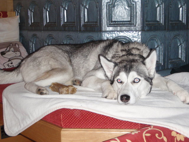 Unsere Husky Luana fühlt sich in der kalten Jahreszeit neben den Kachelofen am wohlsten...