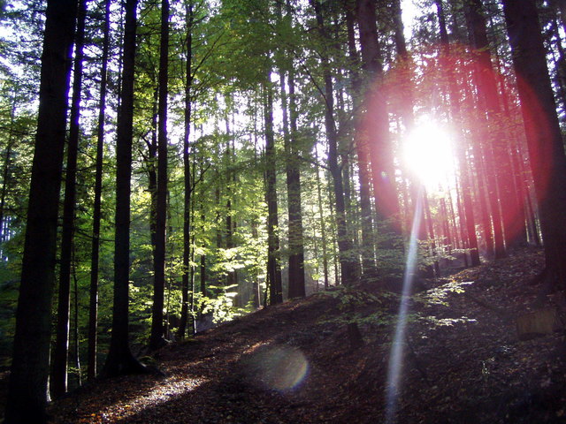 Die Sonne steht schon tief und läßt den Wald erstrahlen