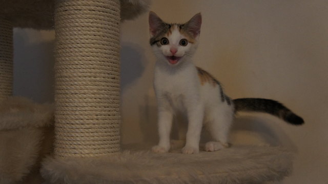 Katze Mietzi aus Ampass, der ganze Stolz von Julian (5 Jahre)