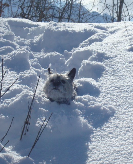 Susi im Schnee