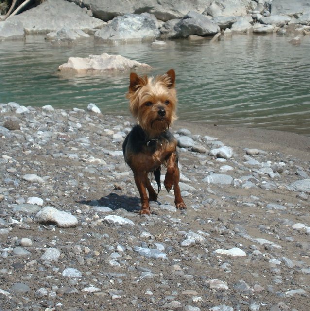 Gini am Tiroler Lech