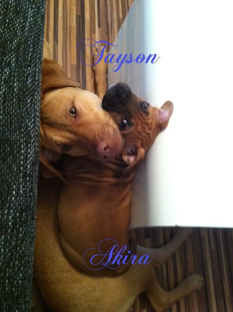 links Tayson rechts Akira