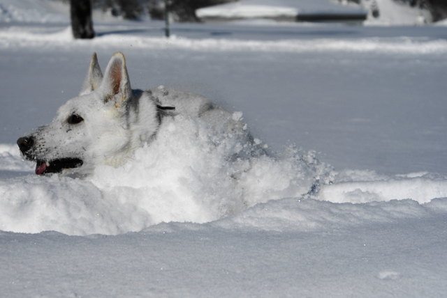 Amor als Schneepflug