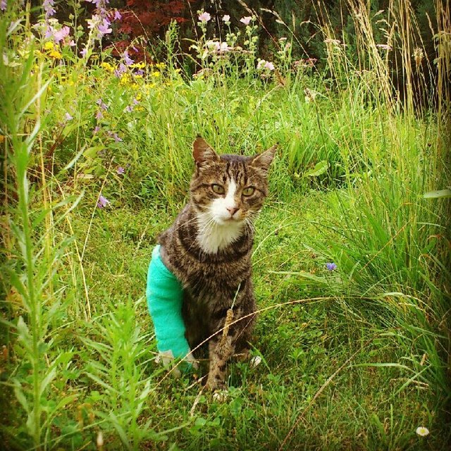 Herr Muinzinger - ehemals ein Streuner, heute glücklich im Zuhause ♥