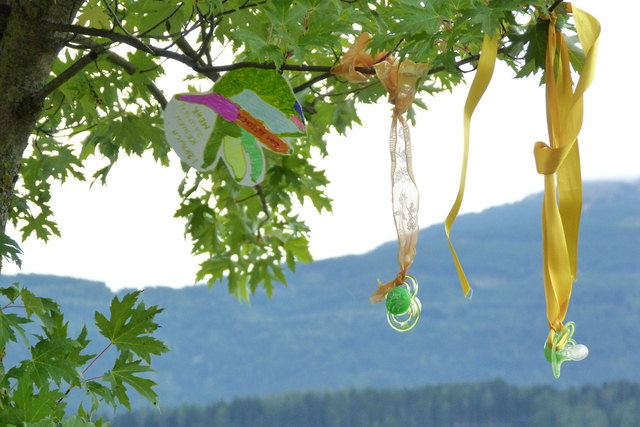 Der erste Tiroler Schnullerbaum im Haller UMIT-Park hat noch ausreichend Platz für weitere „Lullis“ | Foto: Hubmann