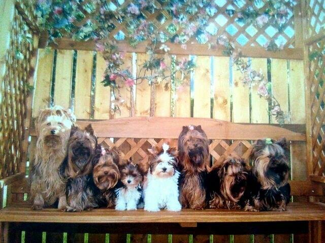 die ganze Rasselbande