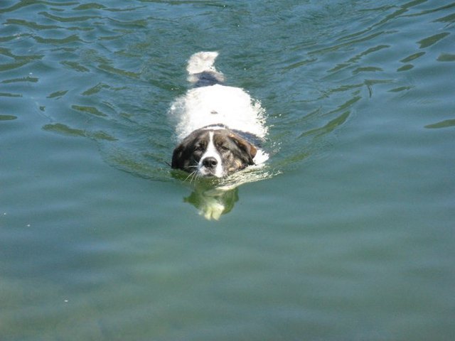 Unsere Wasserscheue Kira