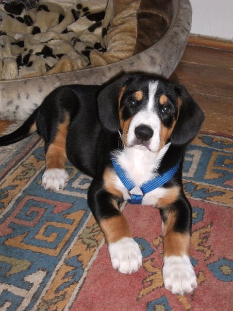 Mein Ares mit 9 Wochen