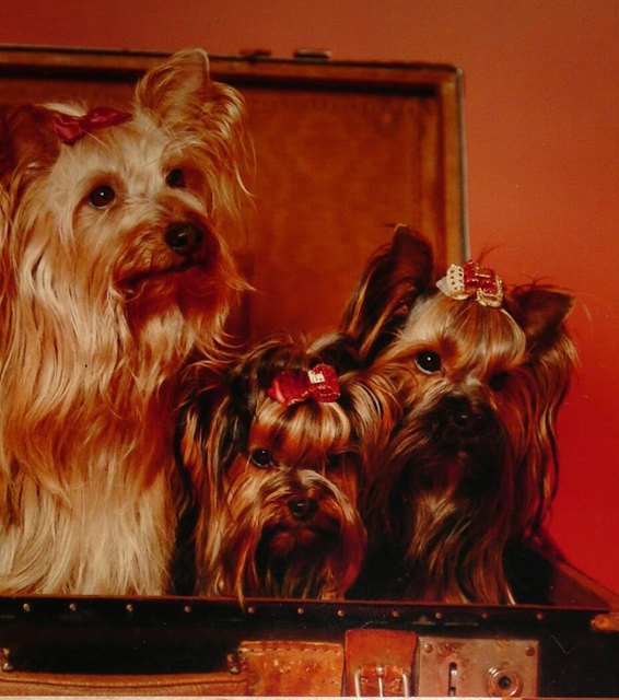 meine Yorkies auf Reisen