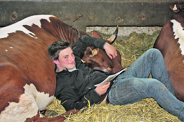 Jungzüchter Rupert Rießer macht es sich bei seiner Pinzgauerin gemütlich. | Foto: M. Kinberger (RZV)
