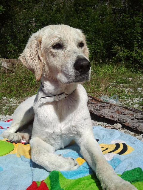 Rettungsschwimmer vom Achensee :)