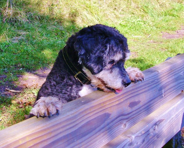 Unser Hund Snoopy bei der Wahl einer Bank zum ausruhen