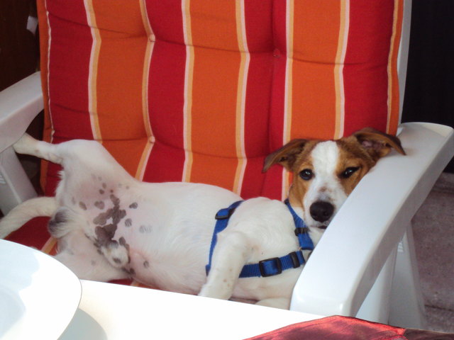 Unser Zigeuner "BALU" !