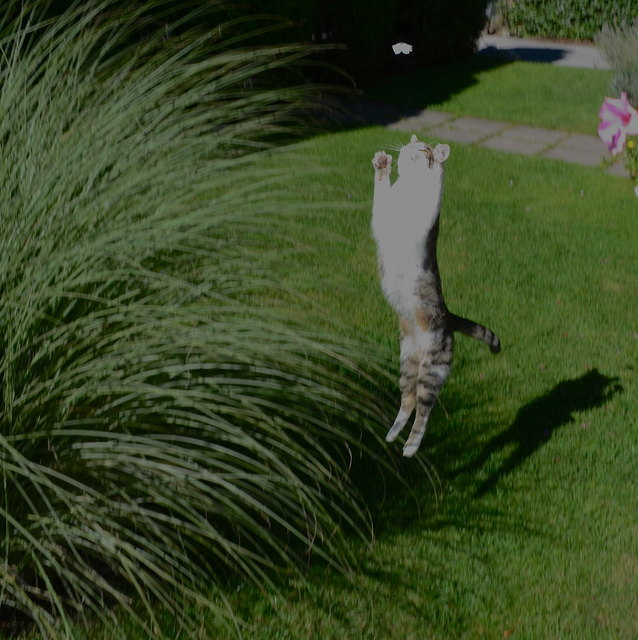 Mein sportlicher Schmetterlingsfänger Felix