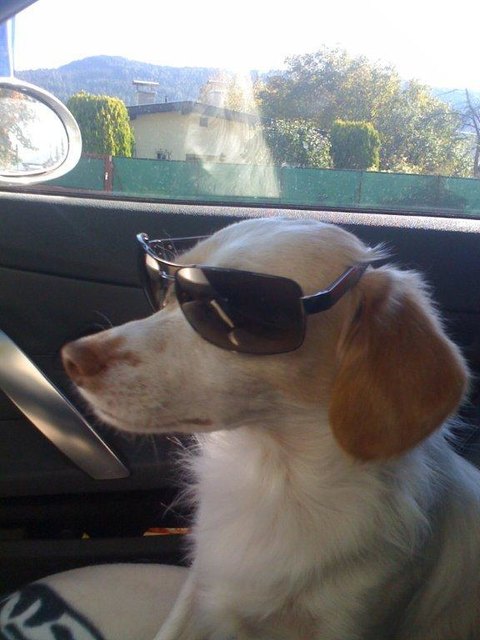 Hallo Leute, auf dem Rücksitz wird mir immer übel, deshalb darf ich immer am Beifahrersitz sitzen !!