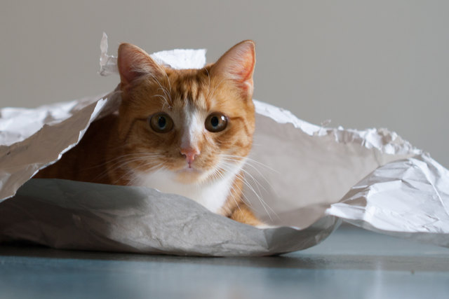 Kitty - immer auf der Suche nach einem neuen Versteck