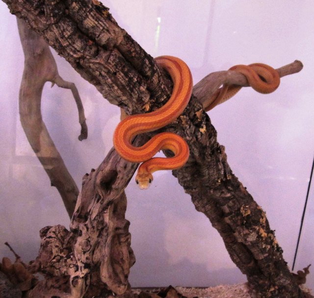 Unsere kleine Chu'mana...