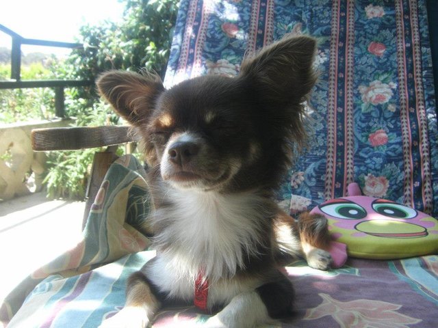 Bella beim chillen ^^