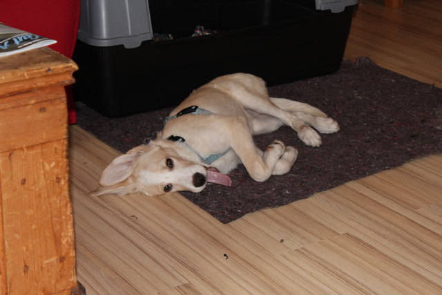 So langsam gefällt es mir hier (Allegra aus Foggia, Apulien)