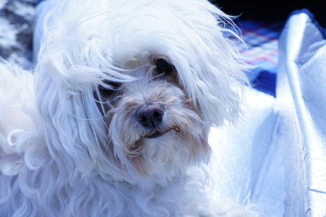 Bitte bitte gib mir auch was ab von der Jause.