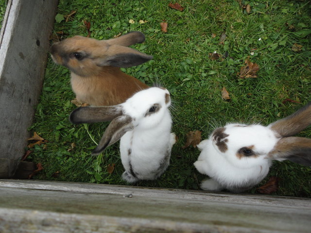 Flocki,Sweety & Schnuffi