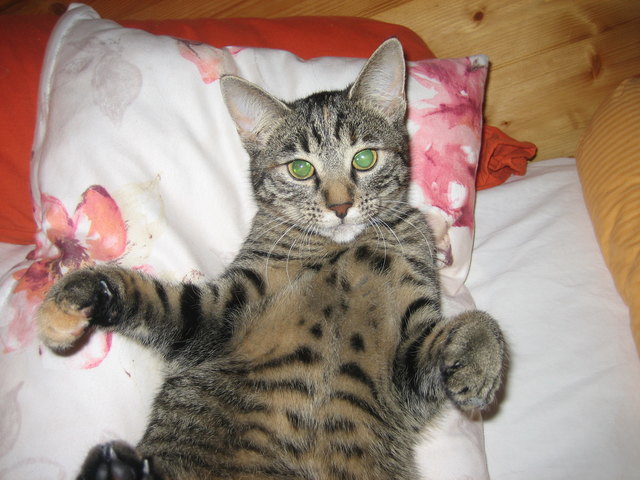 Lilli vor dem Einschlafen