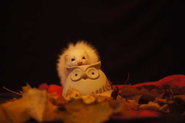 Madam Mira. Eine der 4er Frettchengruppe aus Kufstein 