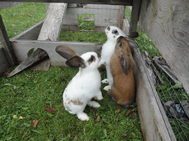 Sweety, Schnuffi & Flocki