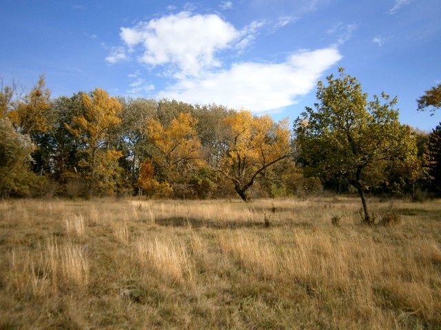 Trockenrasen Wiese - Obere Lobau 2012