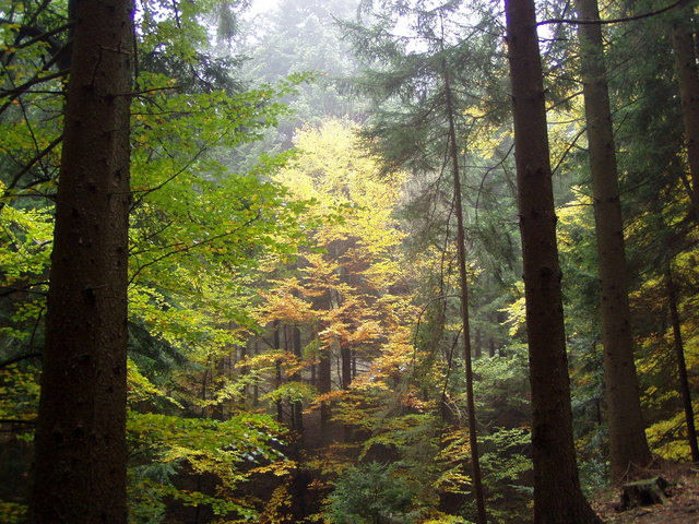 Der Mischwald um Hollenthon bringt prächtige Farben hervor - auch wenn es neblig ist