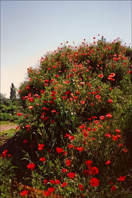 Wie die Uferschwalben den Sandhaufen okkupierten, um ihre Wohnhöhlen hineinzulegen, haben hier die Mohnblumen (bei Schwechat) von einem Erdhaufen Besitz ergriffen. Was für ein schöner Anblick! (Wiederbelebtes Papierfoto)