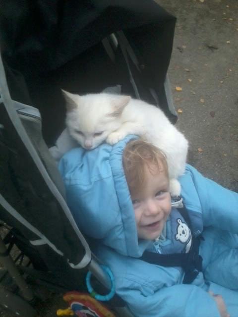 Katze Snowball ist erne bei mir