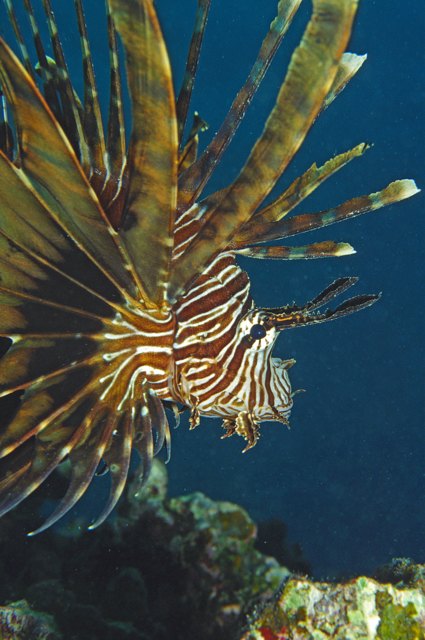 Seychellen