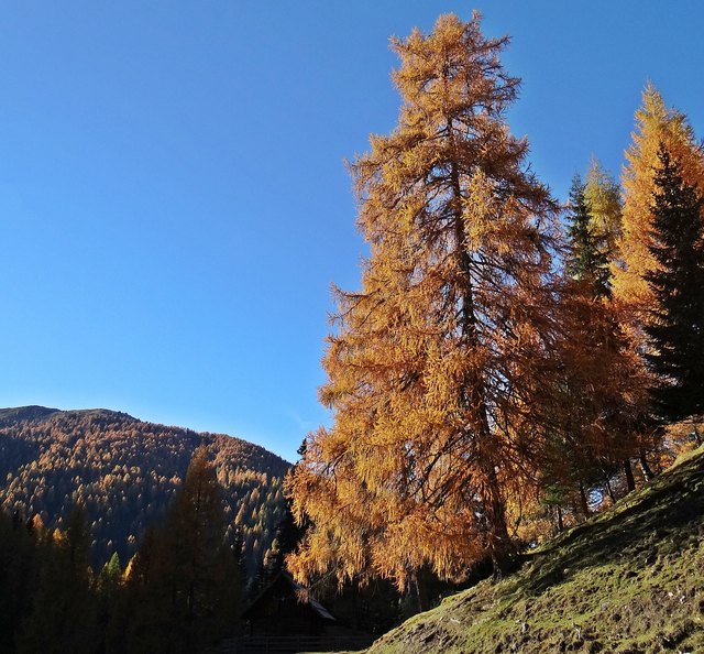 Aus dem Harz der Lärche wird eine Zugsalbe hergestellt.