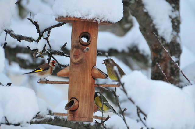 ,,, mit dem Schnee kommen auch die Vögel wieder,